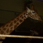 ummm, A Giraffe!