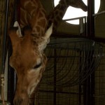 A Giraffe!
