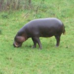 Hungary Hippo?