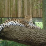 Leopard sitting on Tree