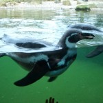 penguin1
