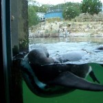 penguin3