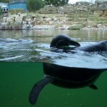 penguin4