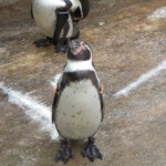 penguin5