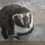 penguin6