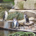 penguin7