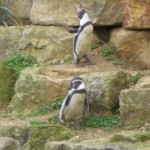 penguin8