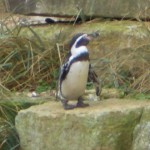 penguin9