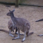 or is it a kangaroo?